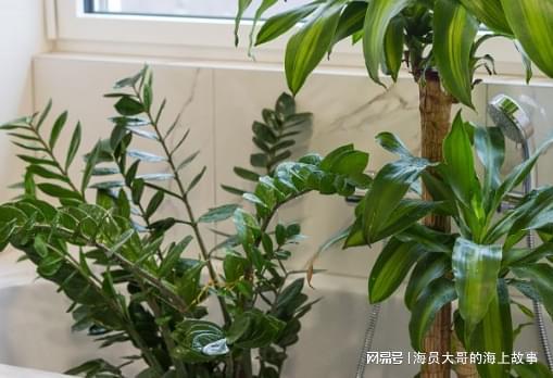 新房如何除甲醛最快最有效？别再盲目跟风用土方法了(图6)
