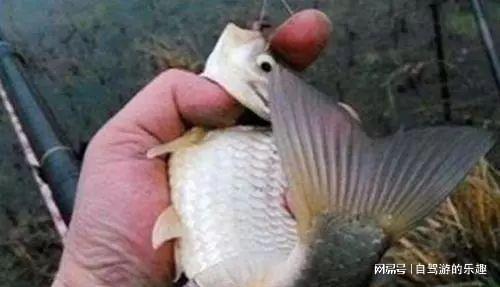 传统钓法的魅力 炮竿的玩法与冬季的鱼获(图2)