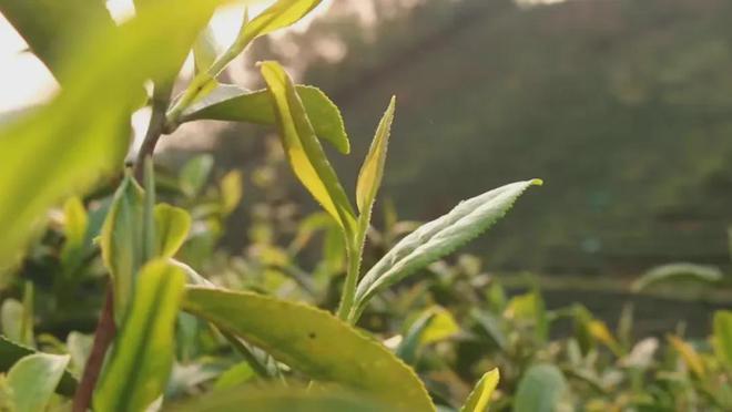 狗牯脑茶是什么茶？(图6)