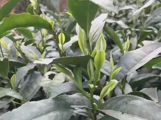 狗牯脑茶是什么茶？(图3)