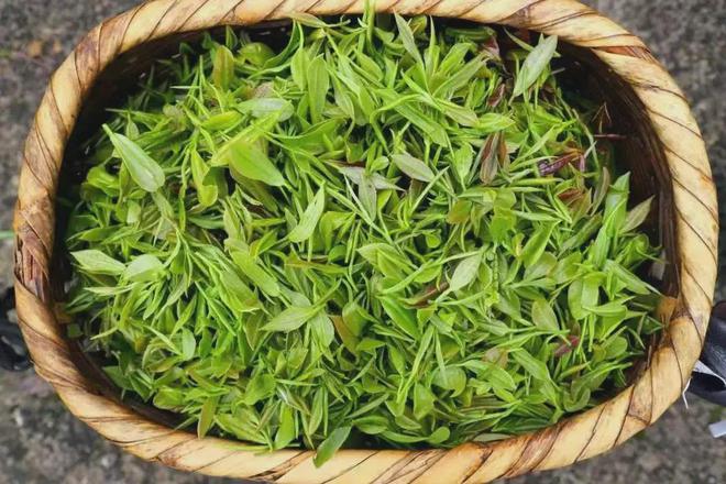 狗牯脑茶是什么茶？(图7)