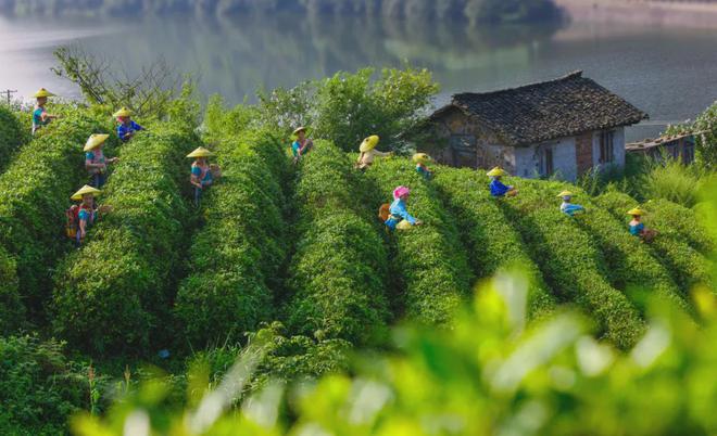云端的都匀毛尖茶甘蔗般香甜回甘绵绵口粮价喝大师茶(图1)