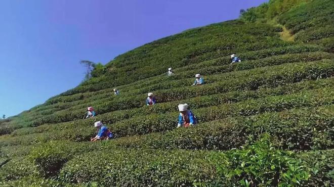 云端的都匀毛尖茶甘蔗般香甜回甘绵绵口粮价喝大师茶(图18)