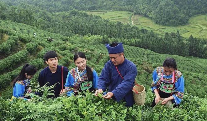 云端的都匀毛尖茶甘蔗般香甜回甘绵绵口粮价喝大师茶(图20)
