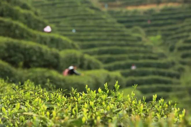 云端的都匀毛尖茶甘蔗般香甜回甘绵绵口粮价喝大师茶(图21)