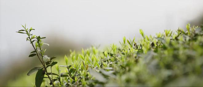 云端的都匀毛尖茶甘蔗般香甜回甘绵绵口粮价喝大师茶(图25)