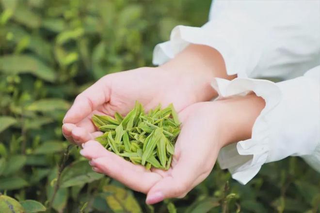 云端的都匀毛尖茶甘蔗般香甜回甘绵绵口粮价喝大师茶(图26)