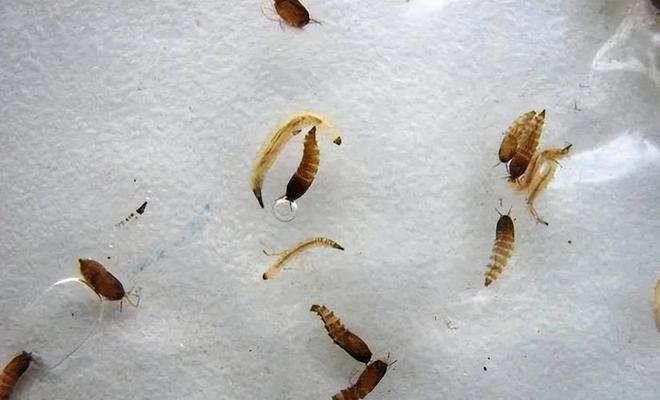 卫生间的小飞虫到底是啥？别看外表不起眼但它的危害超出你想象(图13)