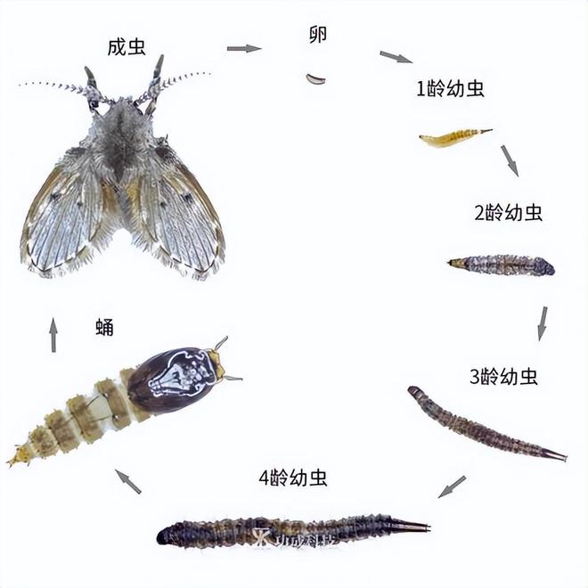 卫生间的小飞虫到底是啥？别看外表不起眼但它的危害超出你想象(图12)