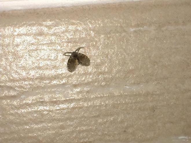 卫生间的小飞虫到底是啥？别看外表不起眼但它的危害超出你想象(图16)