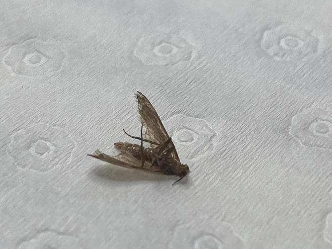 卫生间的小飞虫到底是啥？别看外表不起眼但它的危害超出你想象(图14)