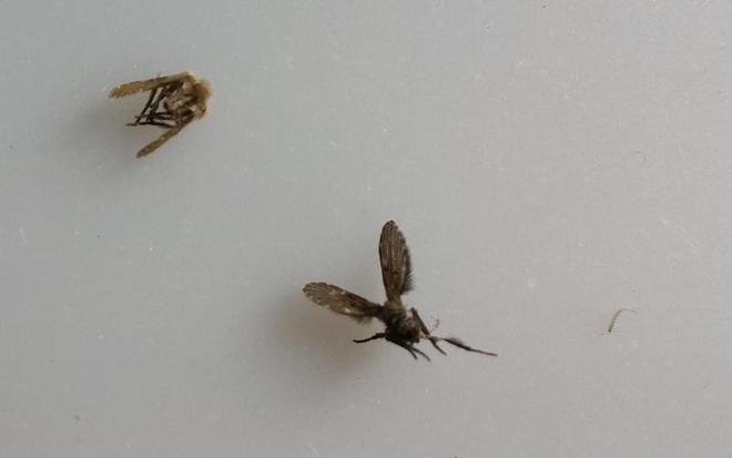 卫生间的小飞虫到底是啥？别看外表不起眼但它的危害超出你想象(图17)