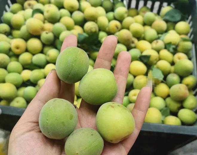 夏游绵阳·清凉暑日 ‖ “夏”一站去平武！遇见“梅”好时光品味夏日酸酸甜甜的味道(图4)